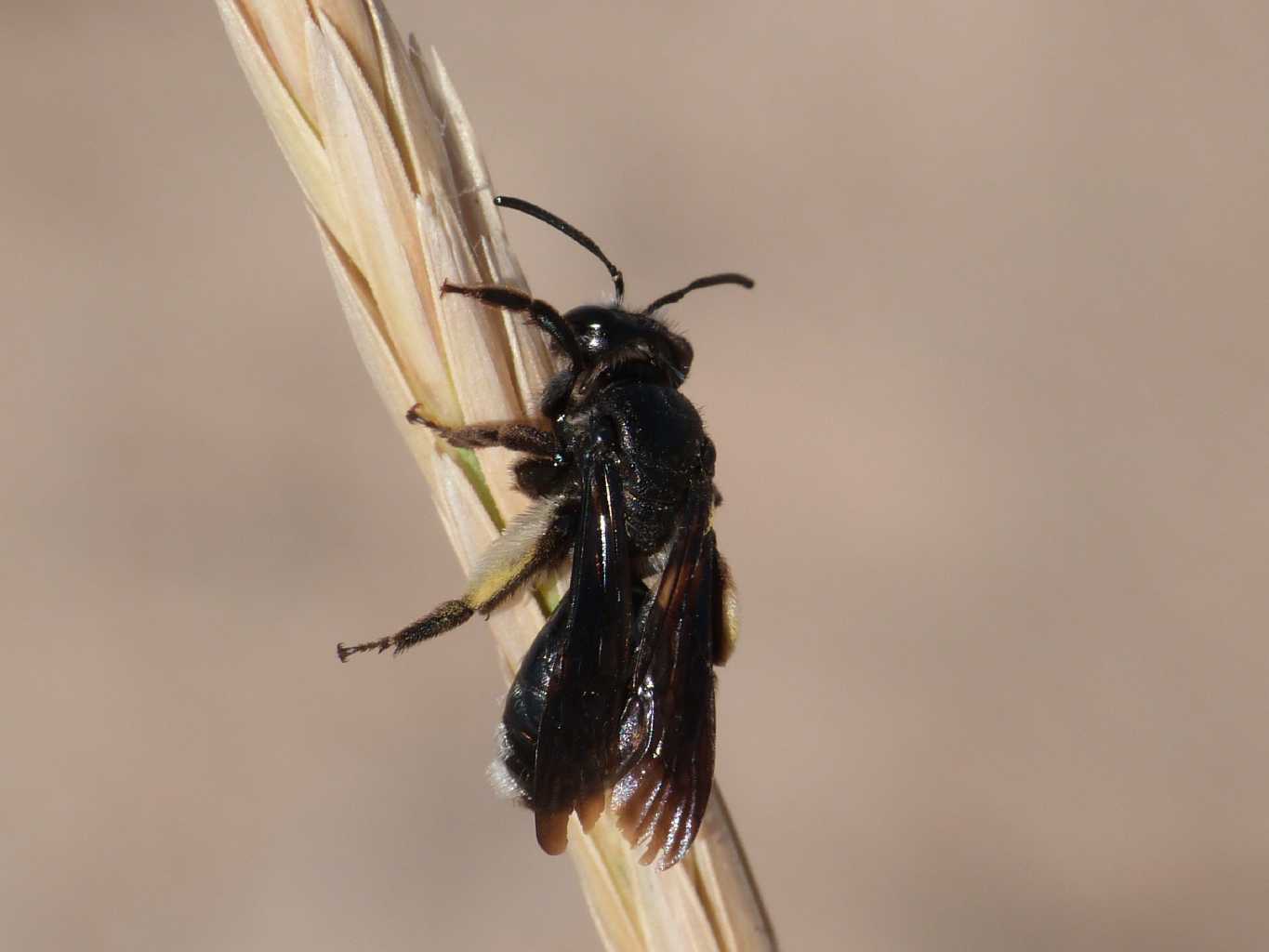 Andrena vecchia: A. agilissima